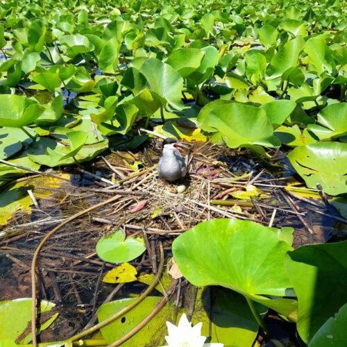 Agropensiuea Casa Uncu Hotel มูรีกีโอล ภายนอก รูปภาพ